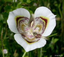 Image of superb mariposa lily