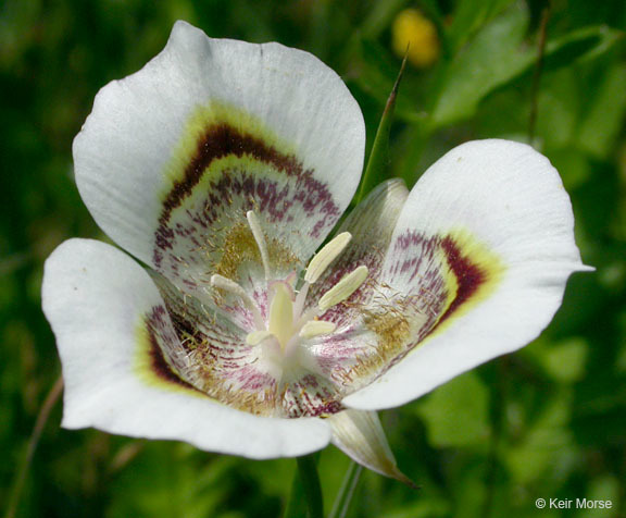 Image of superb mariposa lily