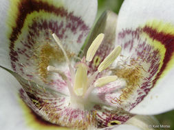 Image of superb mariposa lily