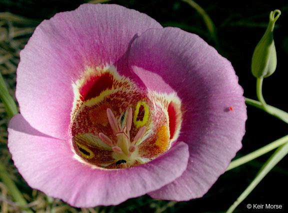 Image of butterfly mariposa lily