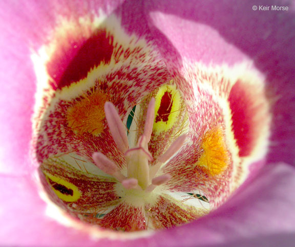 Image of butterfly mariposa lily