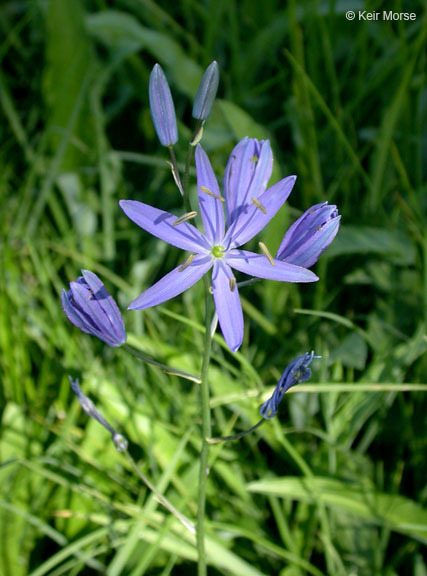 Image of Suksdorf's large camas