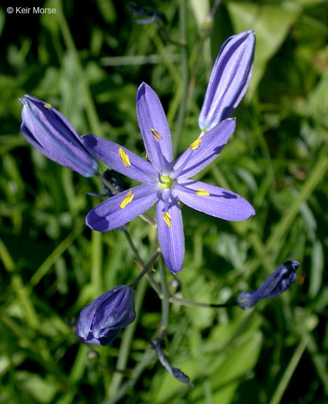 Image of Suksdorf's large camas