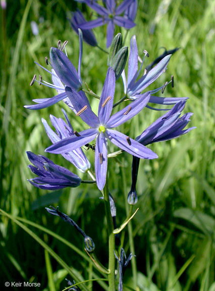 Image of Suksdorf's large camas