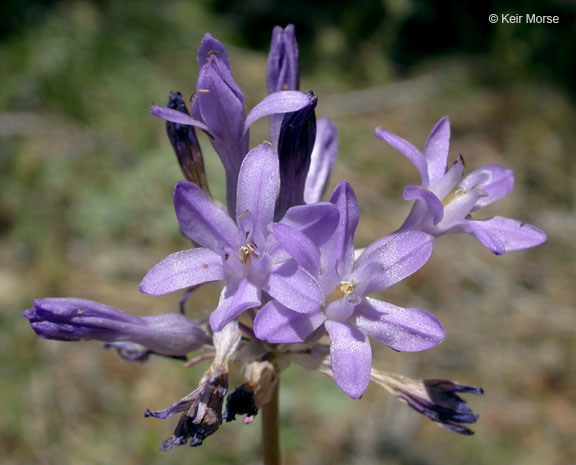 Sivun Dichelostemma multiflorum (Benth.) A. Heller kuva