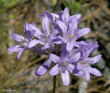 Image of roundtooth snakelily