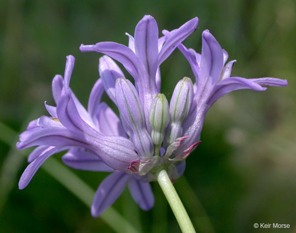 Sivun Dichelostemma multiflorum (Benth.) A. Heller kuva