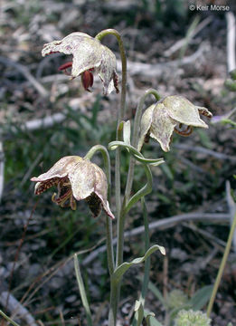 Image of spotted fritillary