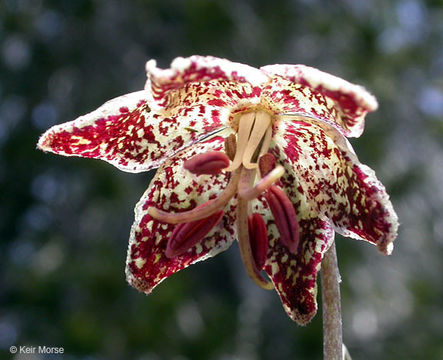 Image of spotted fritillary