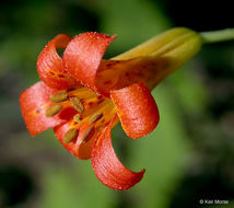 Image de Lilium parvum Kellogg