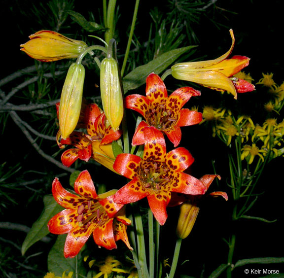 Lilium parvum Kellogg resmi