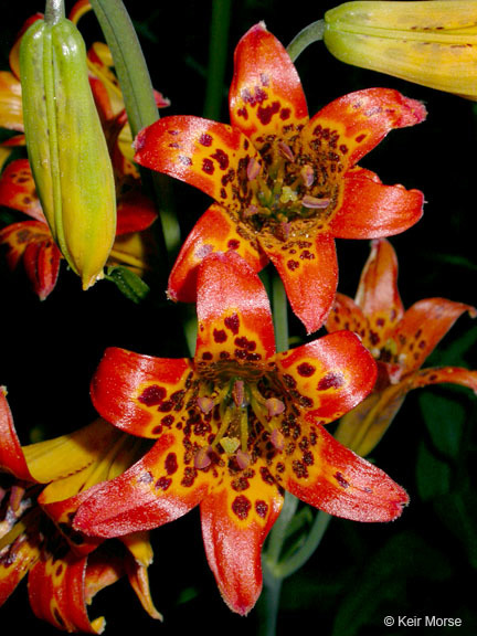 Image de Lilium parvum Kellogg