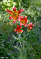 Image de Lilium parvum Kellogg