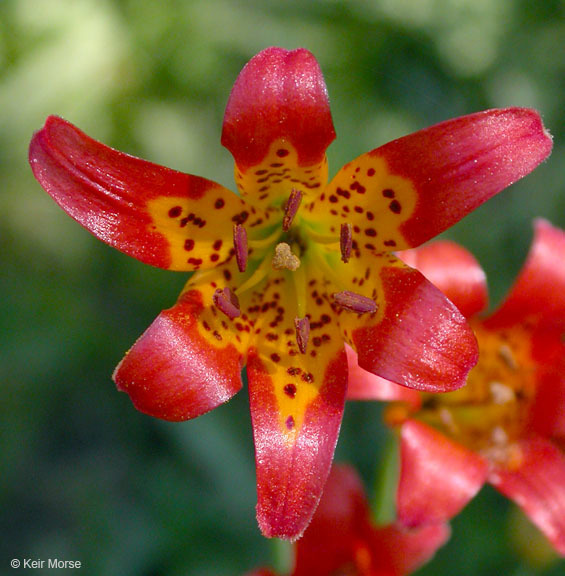 Image de Lilium parvum Kellogg