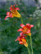 Image de Lilium parvum Kellogg