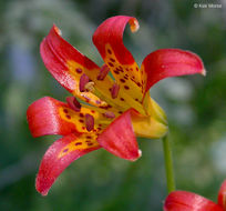 Image de Lilium parvum Kellogg