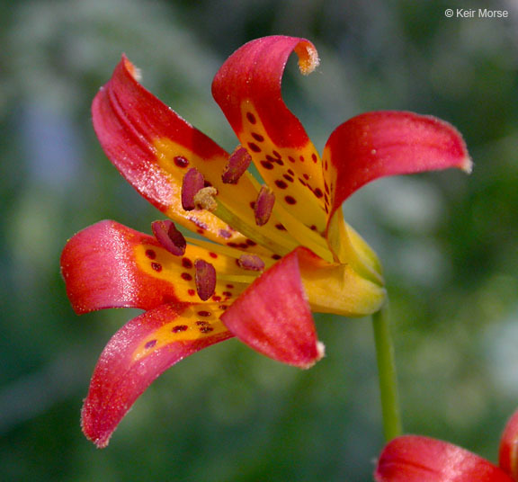 Image de Lilium parvum Kellogg