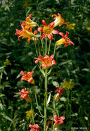 Lilium parvum Kellogg resmi