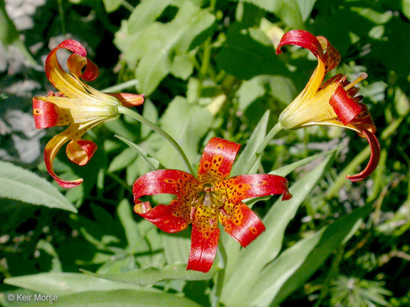 Image de Lilium parvum Kellogg