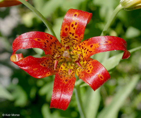 Image de Lilium parvum Kellogg