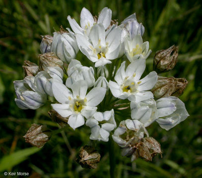 Image of white brodiaea