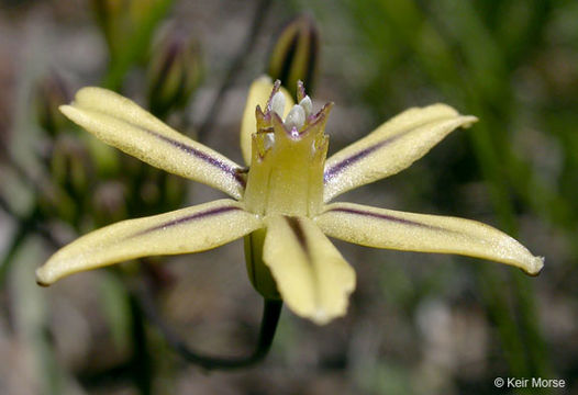 Sivun Triteleia ixioides subsp. anilina (Greene) L. W. Lenz kuva