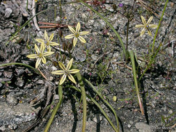 Sivun Triteleia ixioides subsp. anilina (Greene) L. W. Lenz kuva