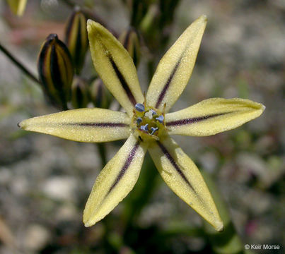 Sivun Triteleia ixioides subsp. anilina (Greene) L. W. Lenz kuva