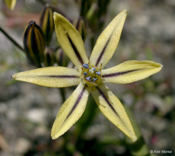 Image de Triteleia ixioides subsp. anilina (Greene) L. W. Lenz