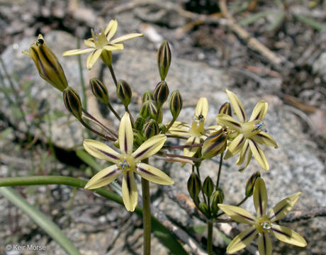 Слика од Triteleia ixioides subsp. anilina (Greene) L. W. Lenz