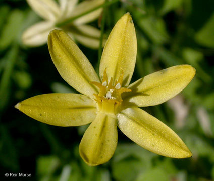 Sivun Triteleia ixioides subsp. scabra (Greene) L. W. Lenz kuva