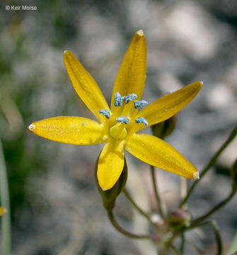 Image of Sierra triteleia