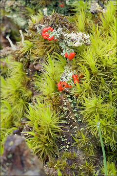 Image de Cladonia bellidiflora (Ach.) Schaer.