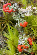 Image of cup lichen