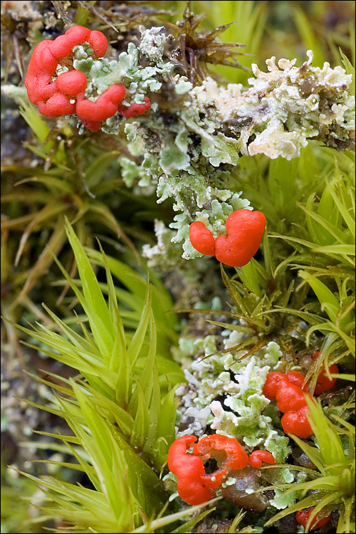 Image of cup lichen