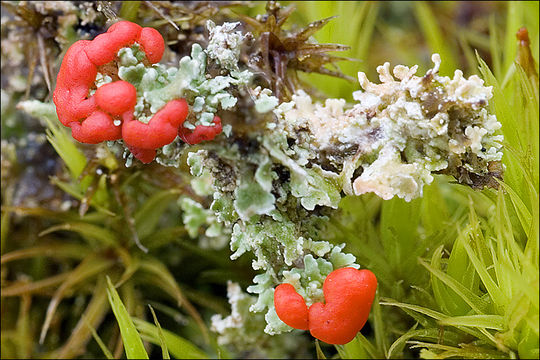 Plancia ëd Cladonia bellidiflora (Ach.) Schaer.