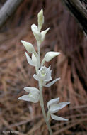 Image of phantom orchid