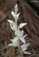 Image of phantom orchid