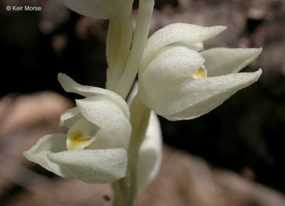 Image of phantom orchid