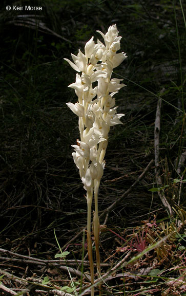 Image of phantom orchid