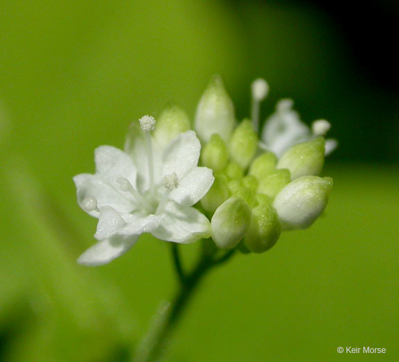 Imagem de Circaea alpina subsp. pacifica (Aschers. & Magnus) A. Löve & D. Löve