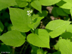 Imagem de Circaea alpina subsp. pacifica (Aschers. & Magnus) A. Löve & D. Löve