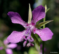 Image of diamond clarkia