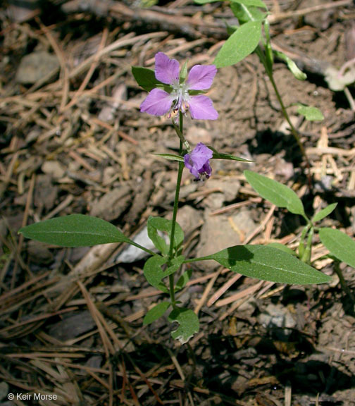 Image of diamond clarkia