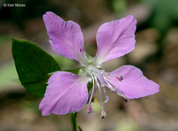 Image of diamond clarkia