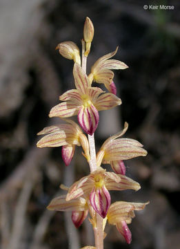 Image of Striped coralroot