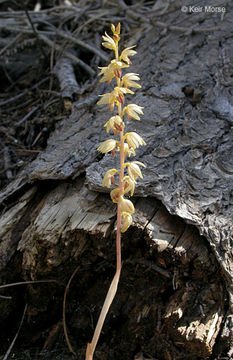 Image of Striped coralroot