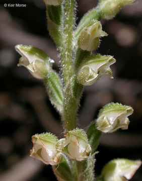 Image of Giant Rattlesnake-plantain