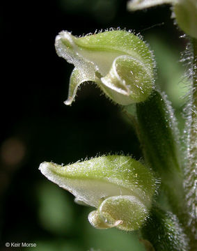 Image of Giant Rattlesnake-plantain