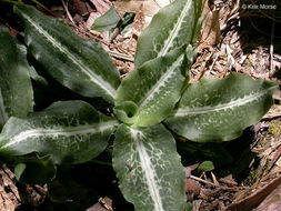 Image de Goodyérie à feuilles oblongues